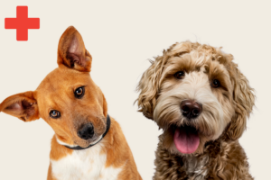 Bilde av to hunder og røde kors sin logo