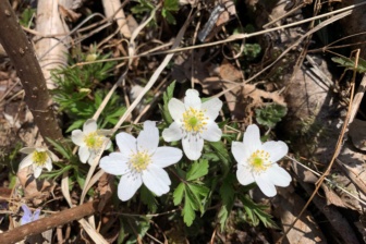 Vårtur i Furuberget for unge voksne